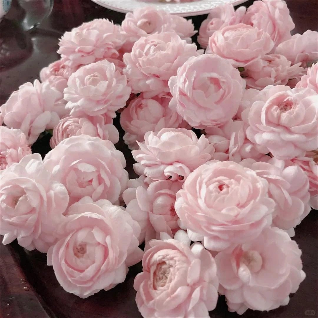 Jasmine Flower Seeds Sambac 300+ Double Fragrant Heirloom