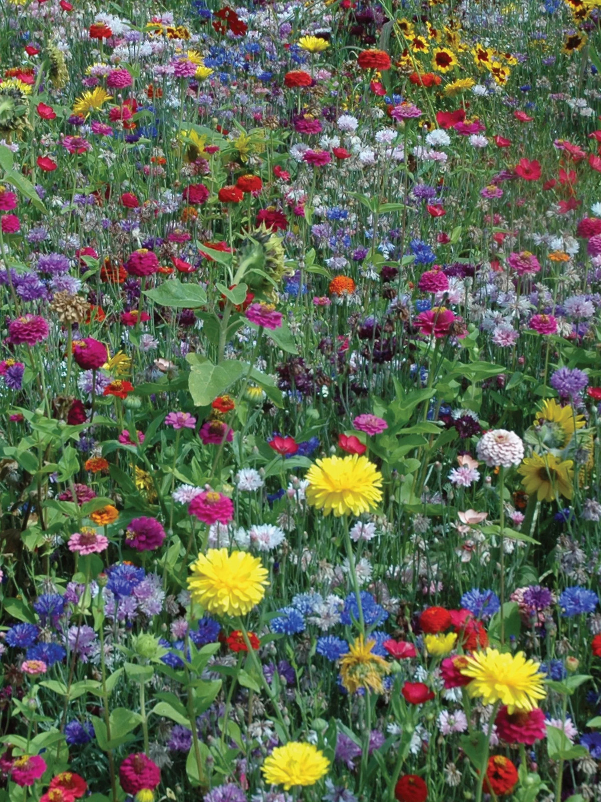 Hummingbird & Butterfly Mix Wildflower Seeds – Non-Gmo, Attracts Pollina