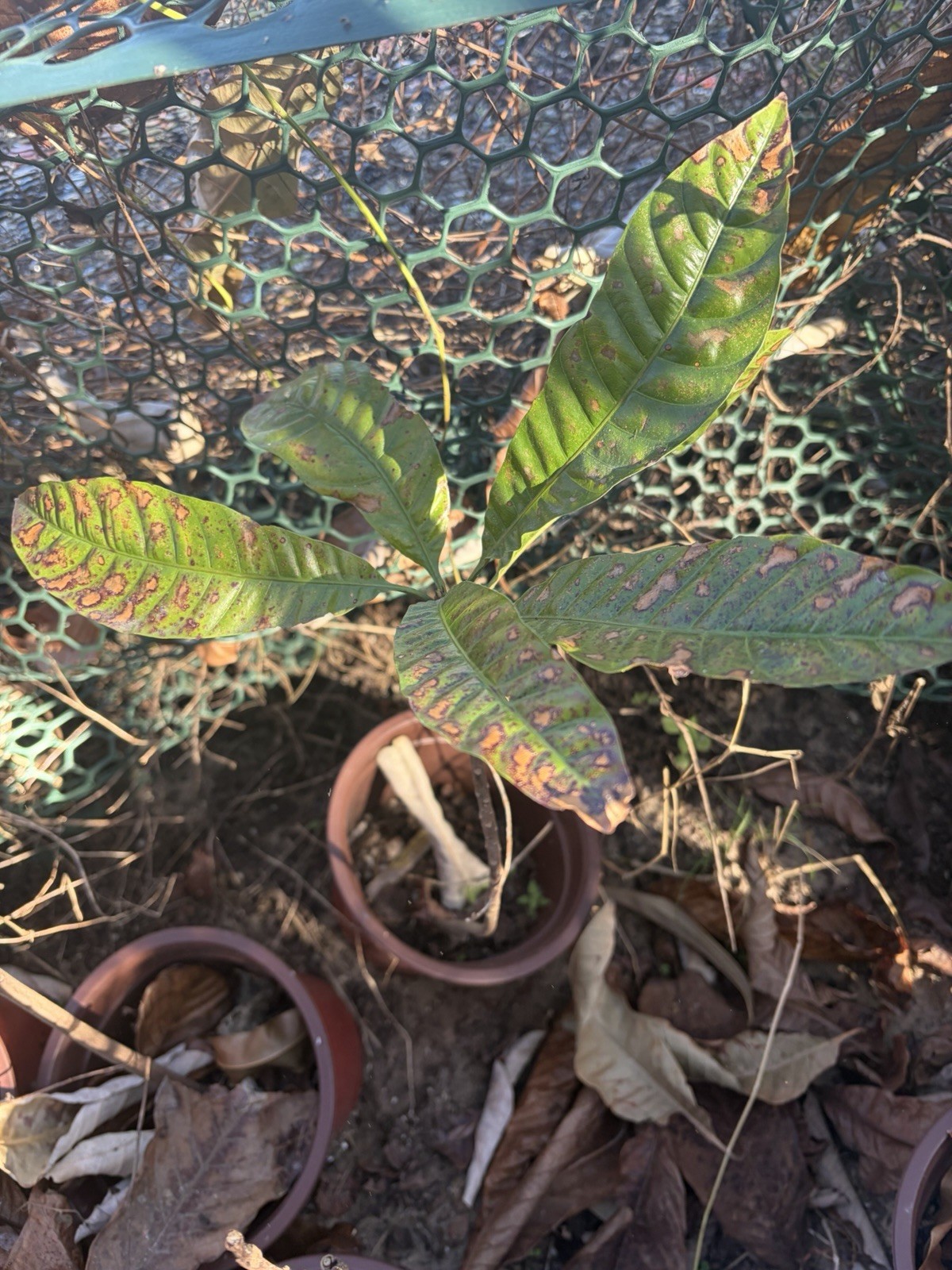 Ross Sapote Plant 1 Feet+
