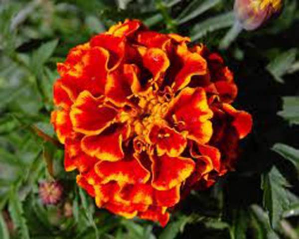 FRENCH MERIGOLD 1000+ SEEDS BEAUTIFUL FLOWER IN ASSORTED COLORS