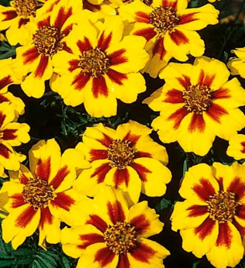 1/4 oz Dwarf Marigold Seeds, Dainty Marietta, Bulk Marigolds, Bulk Seeds,3000ct