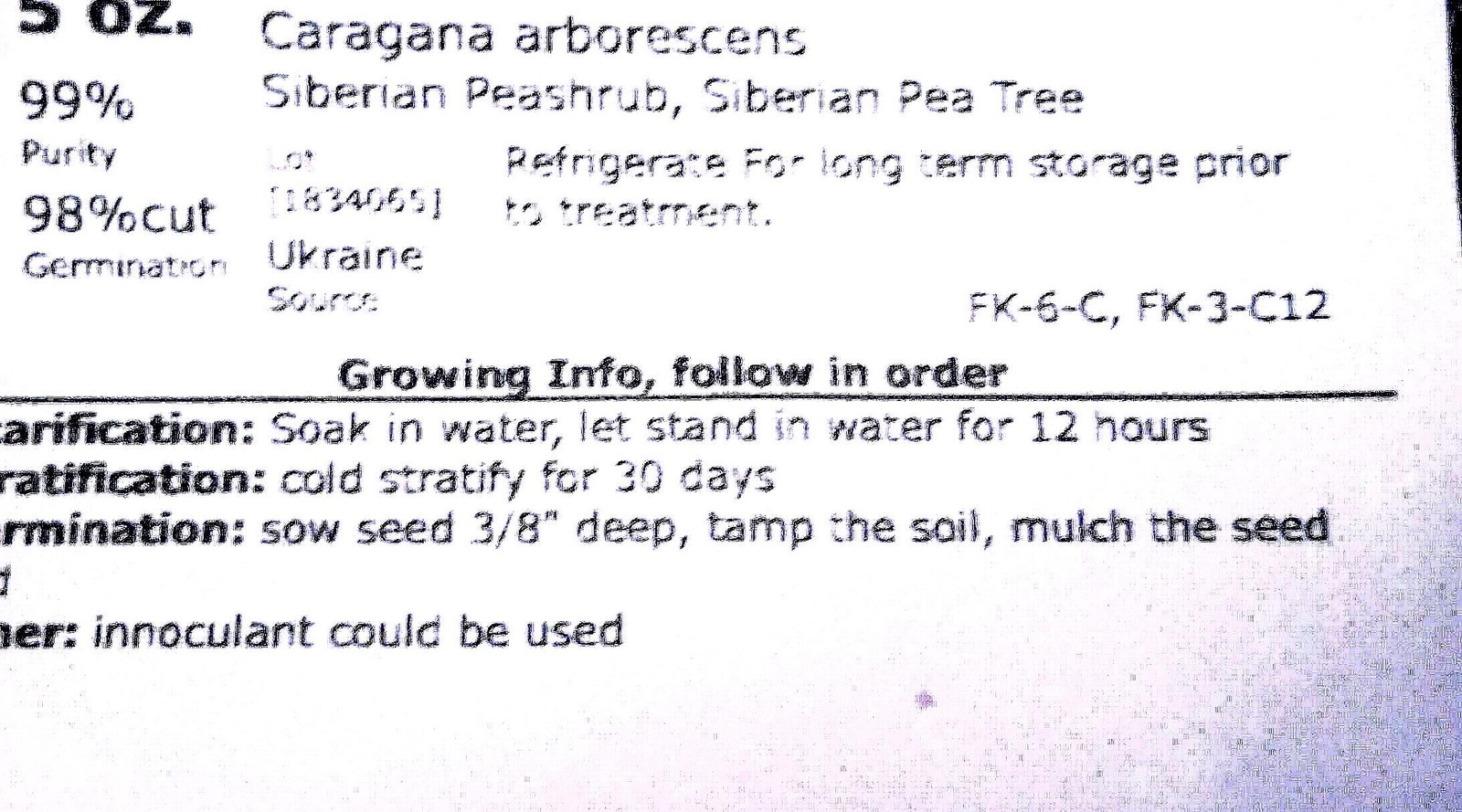Siberian Pea Tree Seeds Caragana Arborescens Caragana Shrub Seed Pack