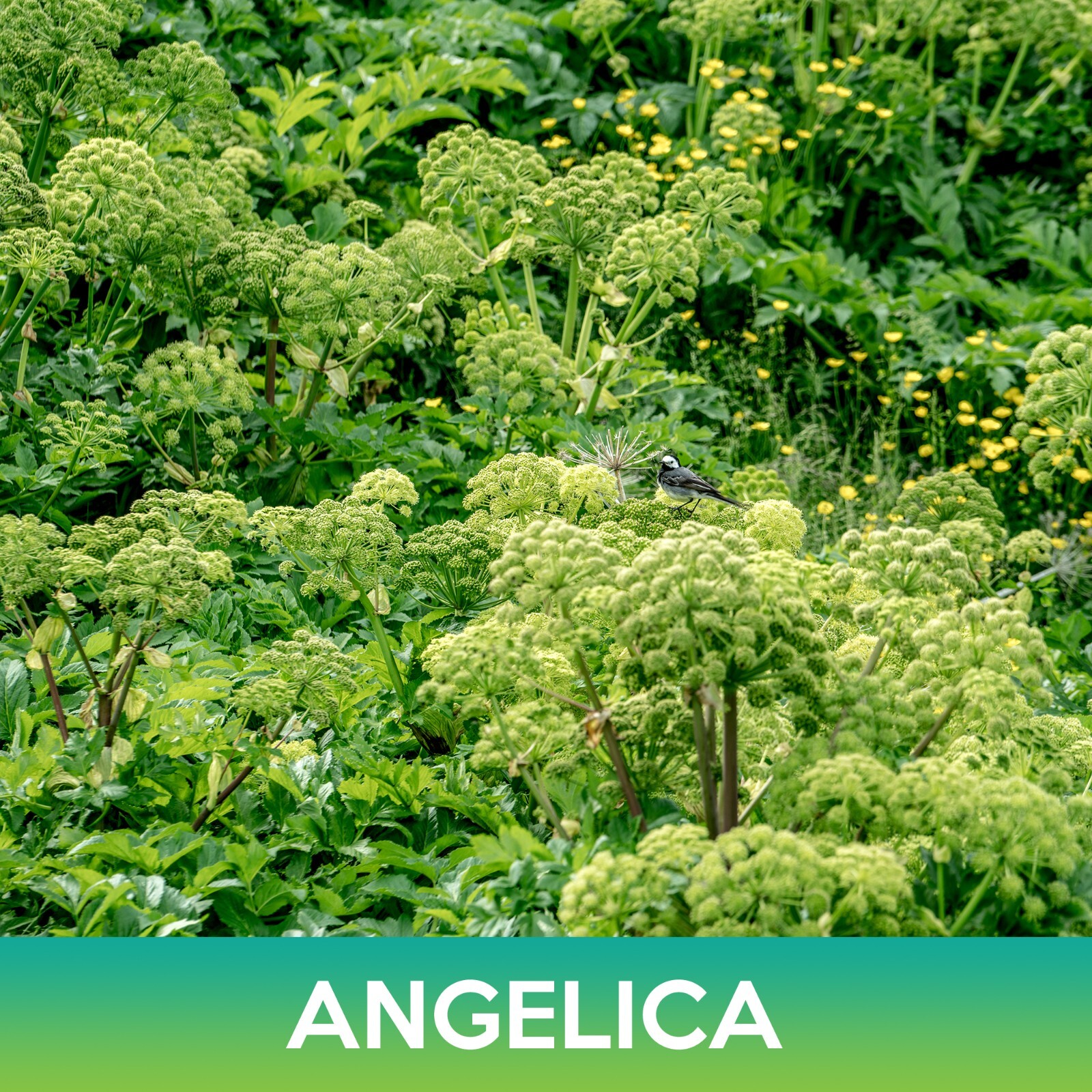 Angelica Seeds, Angelica archangelica, Combined Shipping on 500+ Seed Varieties!