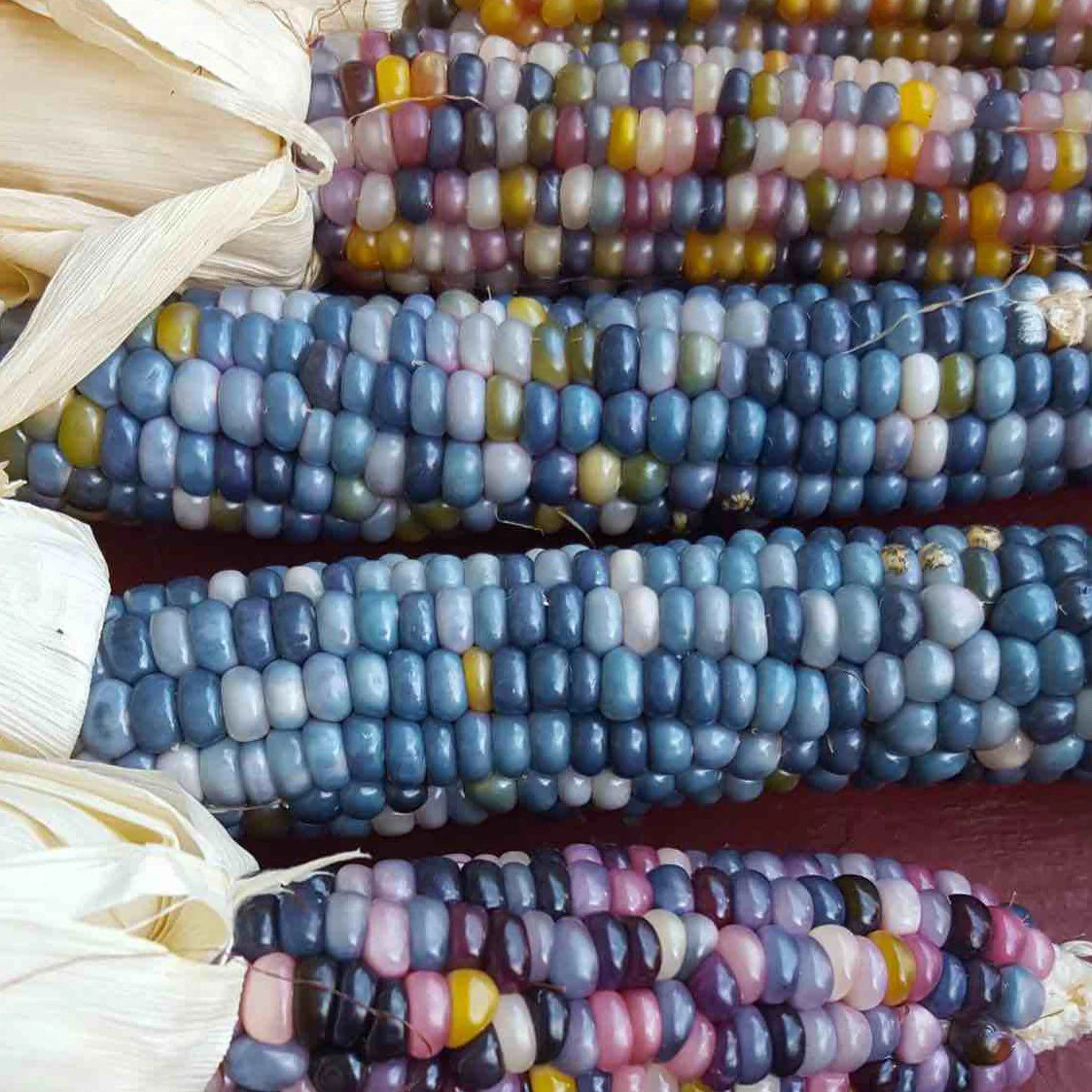 Shades of Blue Ornamental Corn Seeds | Blue Glass Gem Popcorn Hopi Seed 2024