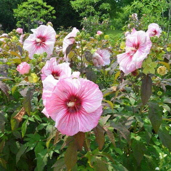 200+ Pink Swamp Mallow Rose Seeds LARGE FLOWER Hardy Hibiscus Fast Garden Plant