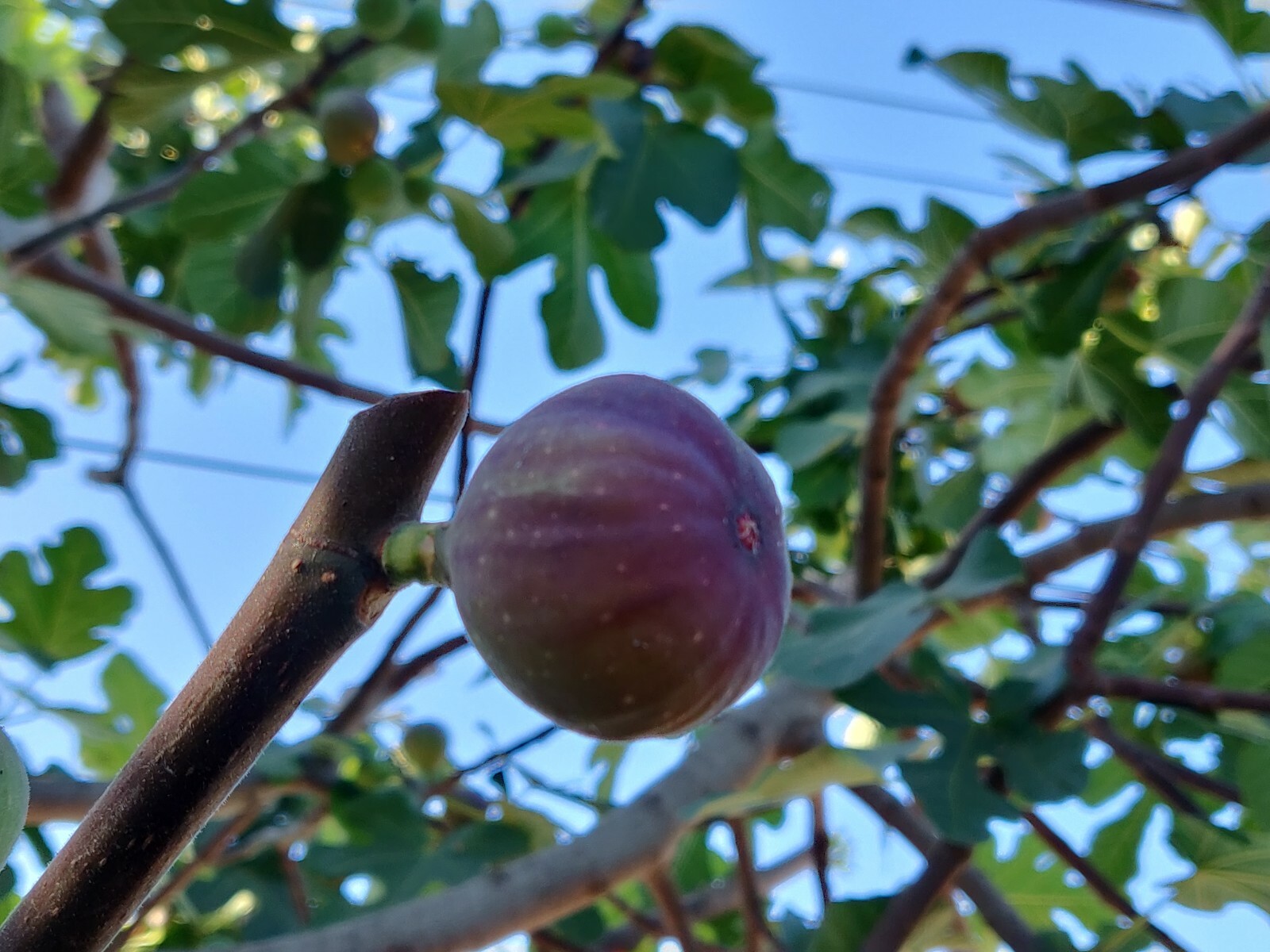 300 Semillas De Higo Orgánicas-300 Organic Fig Seeds
