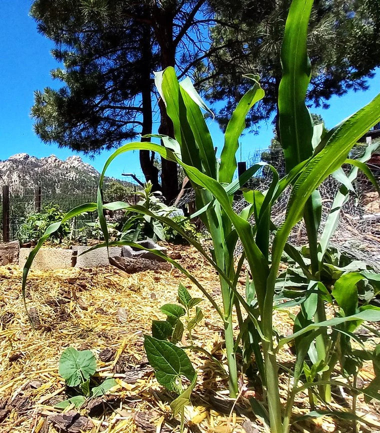 Blue Hopi Ornamental Corn Seeds – For 2025 Planting Ancient Traditional New