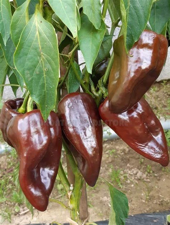 Mulato Isleno Pepper Seeds (20) / Mild / Florida Grown / Rare
