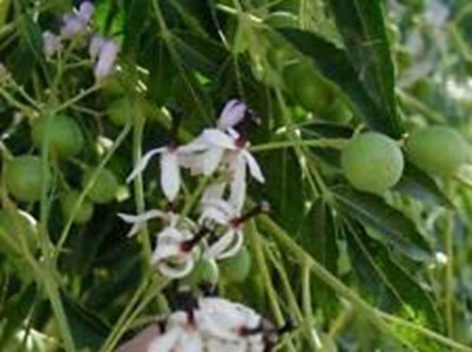 yunakesa Melia Azedarach | Chinaberry Tree | Syringa Berry Tree | Cape Lilac | 1