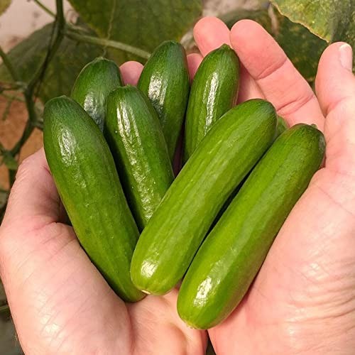 Variety of Cucumber Seeds, Planting Cucumbers, Vegetable Seeds, Easy to Grow,…