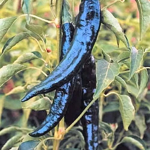 Pasilla Bajio Chilaca Pepper Seeds | Heirloom / Non-GMO | Free Shipping | 1285