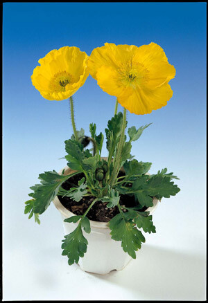 Papaver nudicale Wonderland Yellow 500 seeds