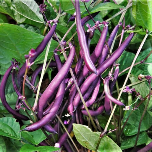 Royal Burgundy Bean Seeds | NON GMO Purple Green Beans Vegetable Seed 2024