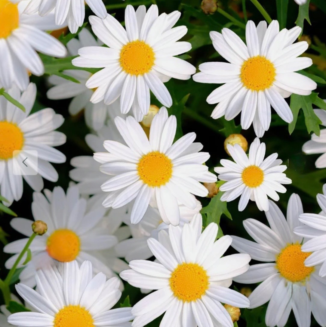 Alaska Shasta Daisy Seeds, Hardy Perennial, Cottage Garden, Fresh 2026, USA 🇺🇸