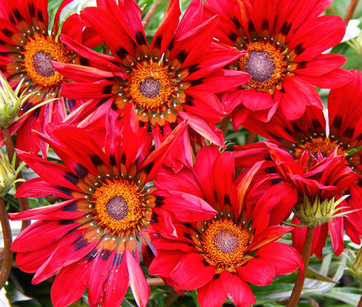 GAZANIA RED SHADES Gazania Rigens – 100 Bulk Seeds
