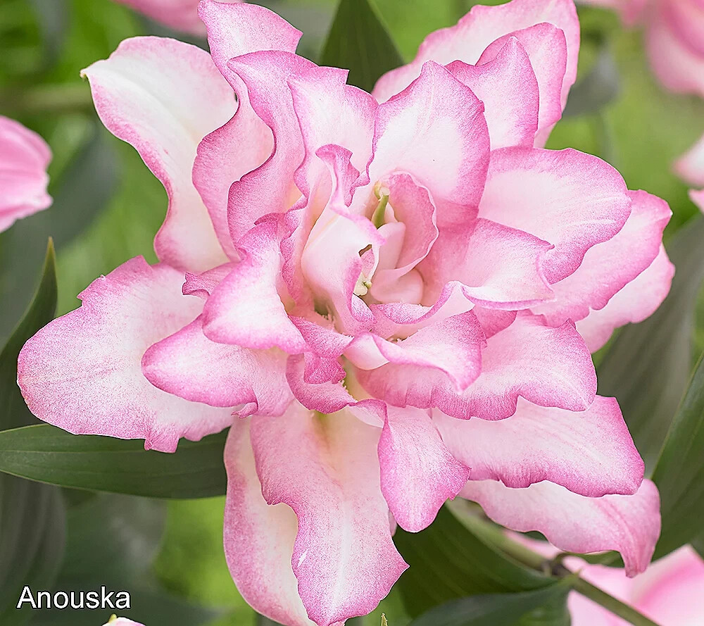 Pink Charm Daffodil 10 Mix Flower Bulbs Daffodils Butterfly Garden Fall Plant