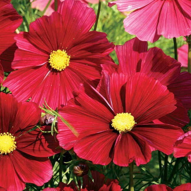 50+Seeds| Rubenza’ Cosmos Seeds Seeds #L010