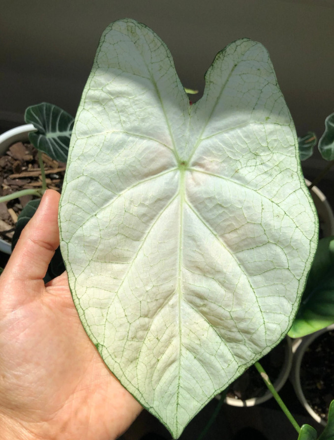 Caladium ‘Florida Moonlight’ – Size #2 Bulbs (2 Bulbs, 1 to 1.5 inches)