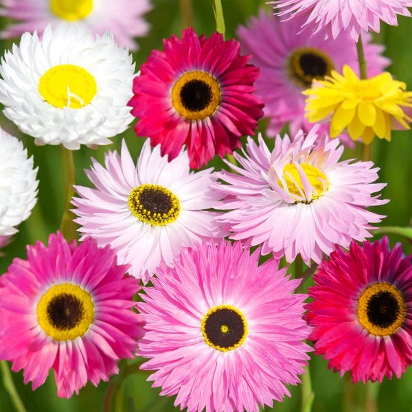 Paper Daisy Seed Mix (helipterum roseum)