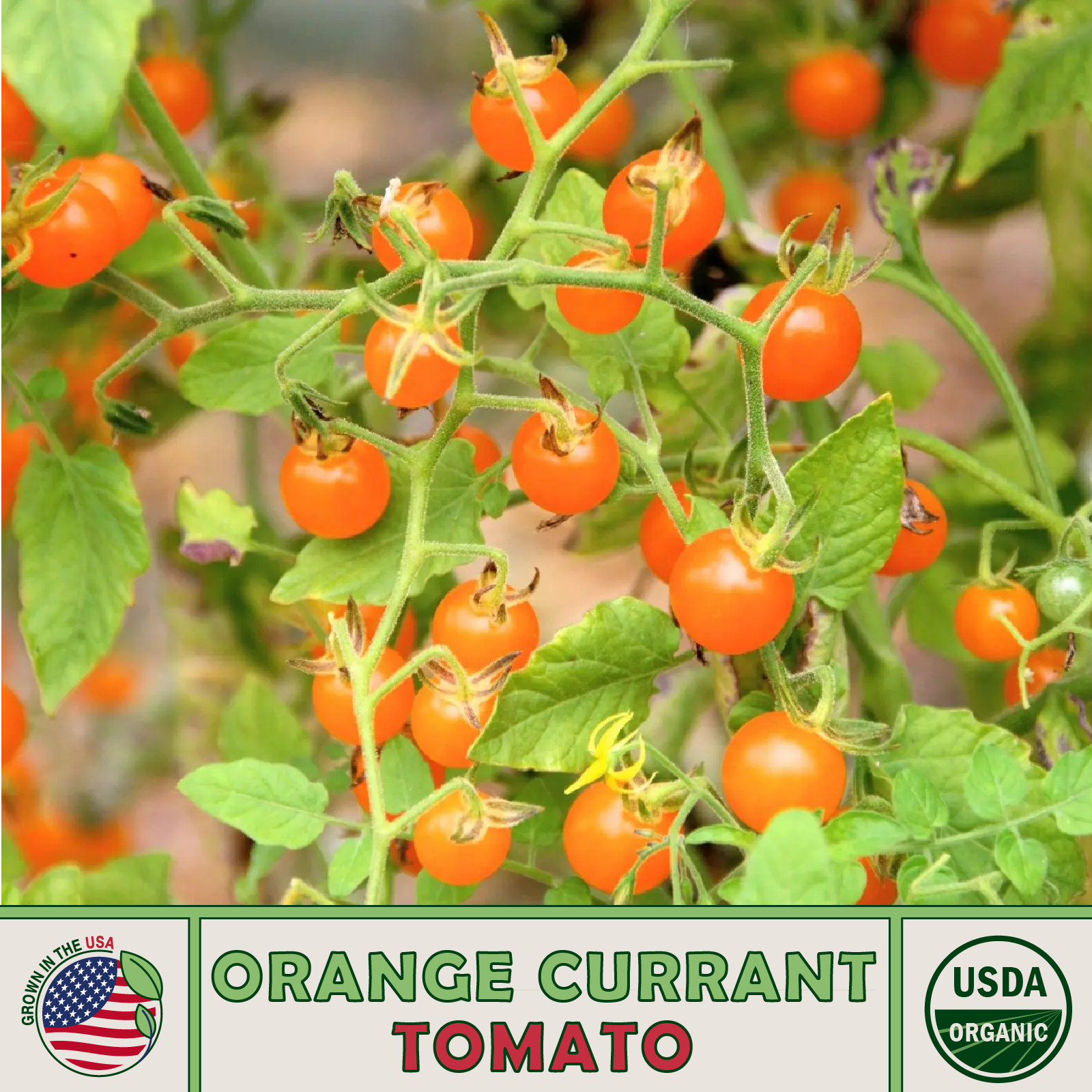10 Orange Currant Tomato Seeds, Organic, Open-Pollinated, Non-GMO, Genuine USA