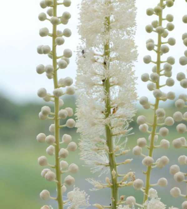 20 Black Cohosh (Actaea racemosa) Bulbs/Roots – No Shipping to AK, HI, or PR