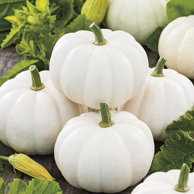 Baby Boo Pumpkin Seeds for Planting (10 Seeds) – Grow Little White Gourds for De