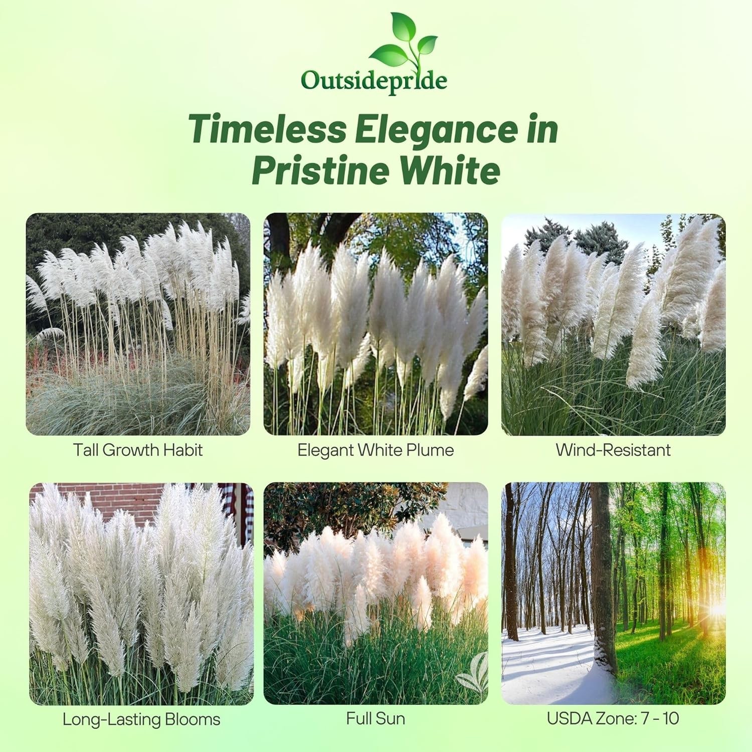 1000 Seeds White Pampas Seed For Planting Outdoors – Ornamental Grasses For