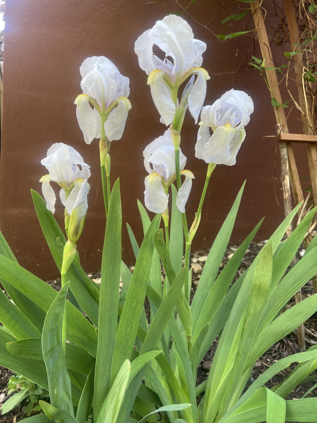 8x Iris Live Bulbs Mixed Varieties Tall 4 Purple+4 White Lavender Freshly Dug
