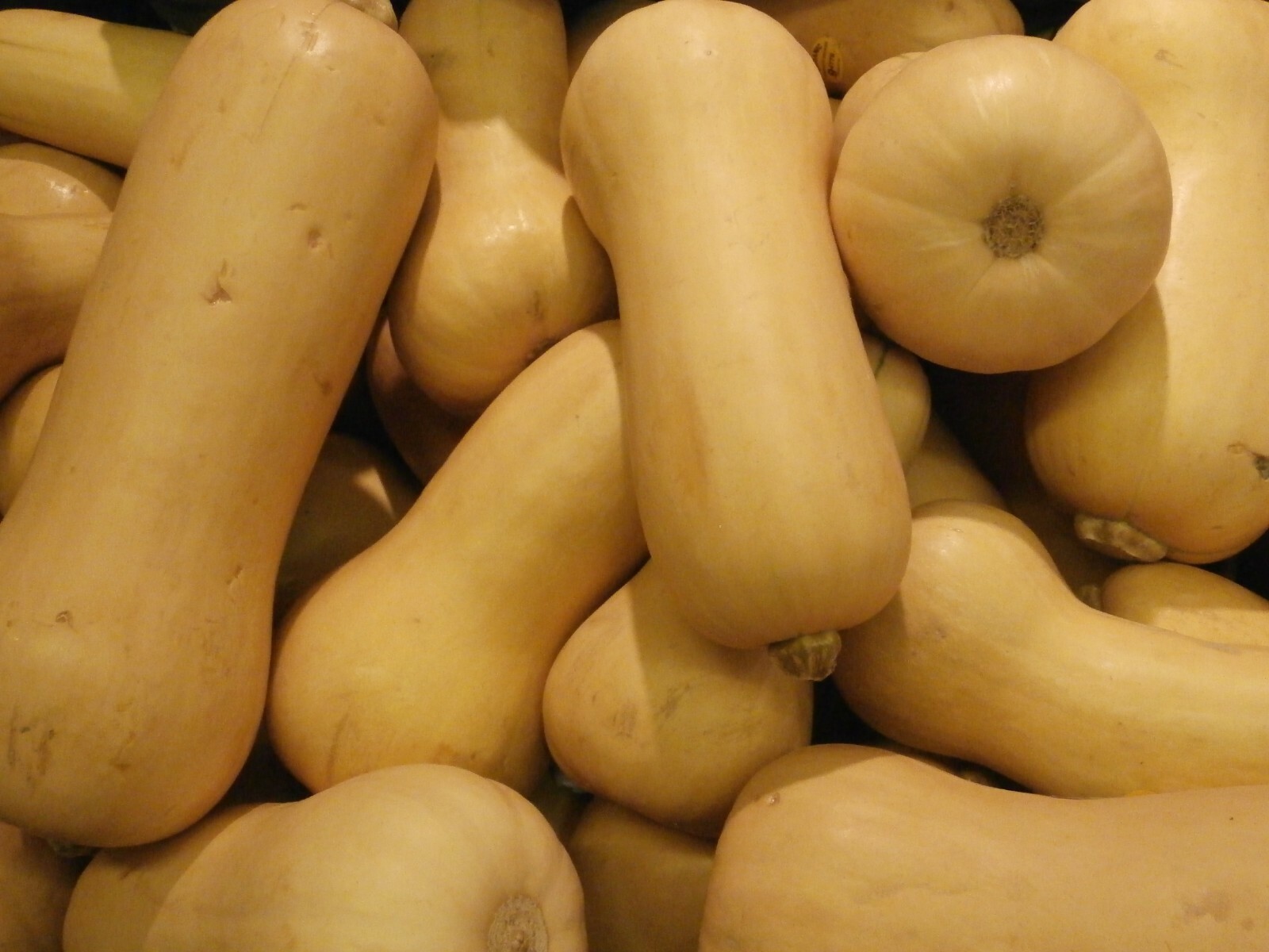 100 Waltham Butternut Winter Squash Seeds – Non-GMO – Heirloom Butternut Squash