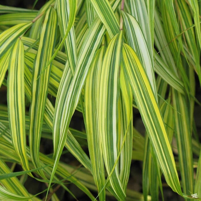 Japanese Forest Grass ‘Aureola’-Hakonechloa-Live Starter Plant-FREE SHIPPING!!!
