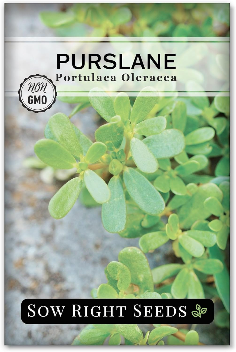 – Purslane Seeds for Planting – Non-Gmo Heirloom Packet with Instructions
