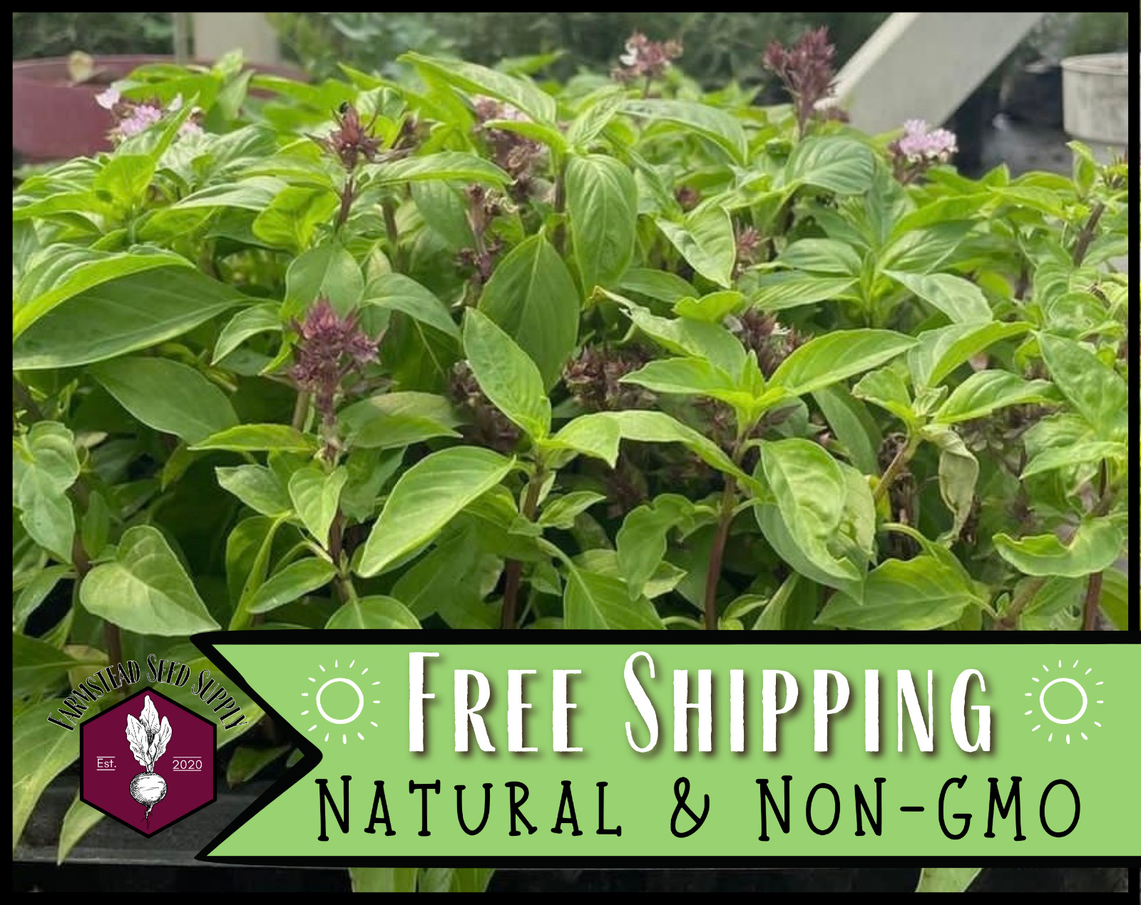 1,800+ Thai Basil Seeds | Rare Heirloom Herb Seed Packet, Container Gardening