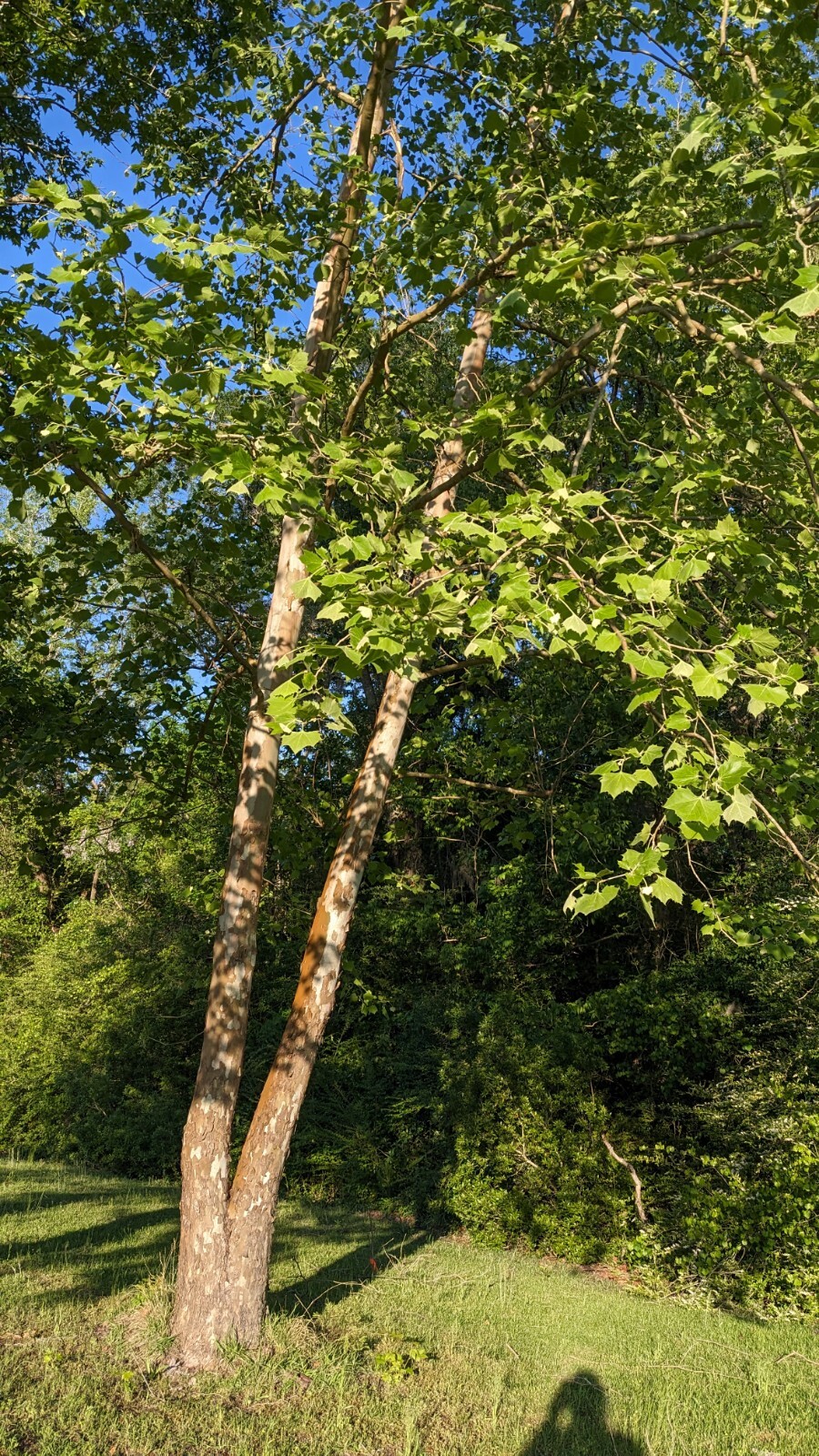 25+ seeds American Sycamore, shade tree, native, Platanus occidentalis