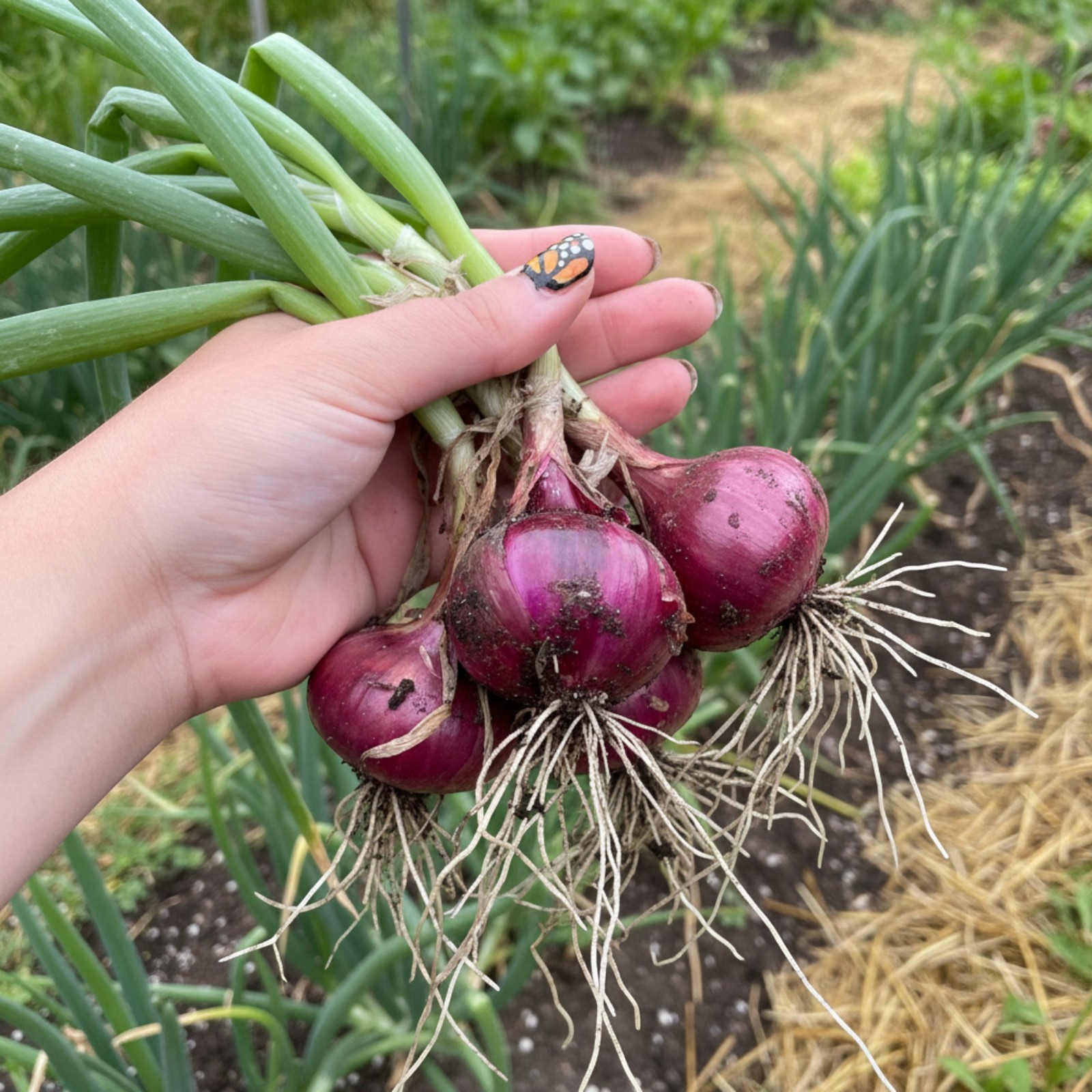 500 Red Onion Seeds Heirloom Bulb Onion for Home Garden Planting