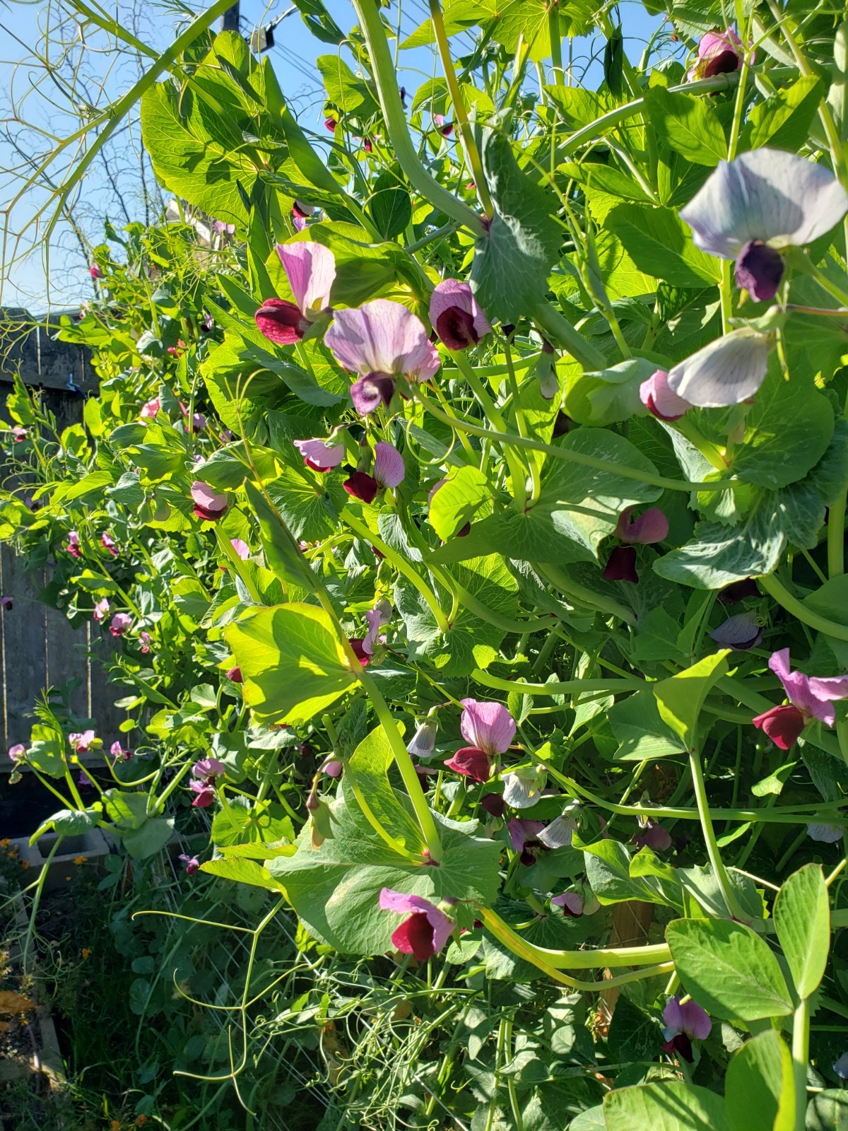 Sugar Magnolia purple snap pea seeds Non-GMO, 40 Seeds