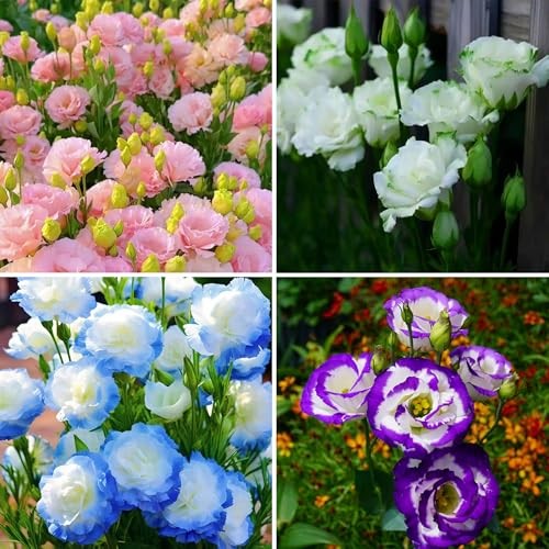 Mixed Lisianthus Seeds for Planting, 298pcs Perennial Lisianthus Flower Seeds,