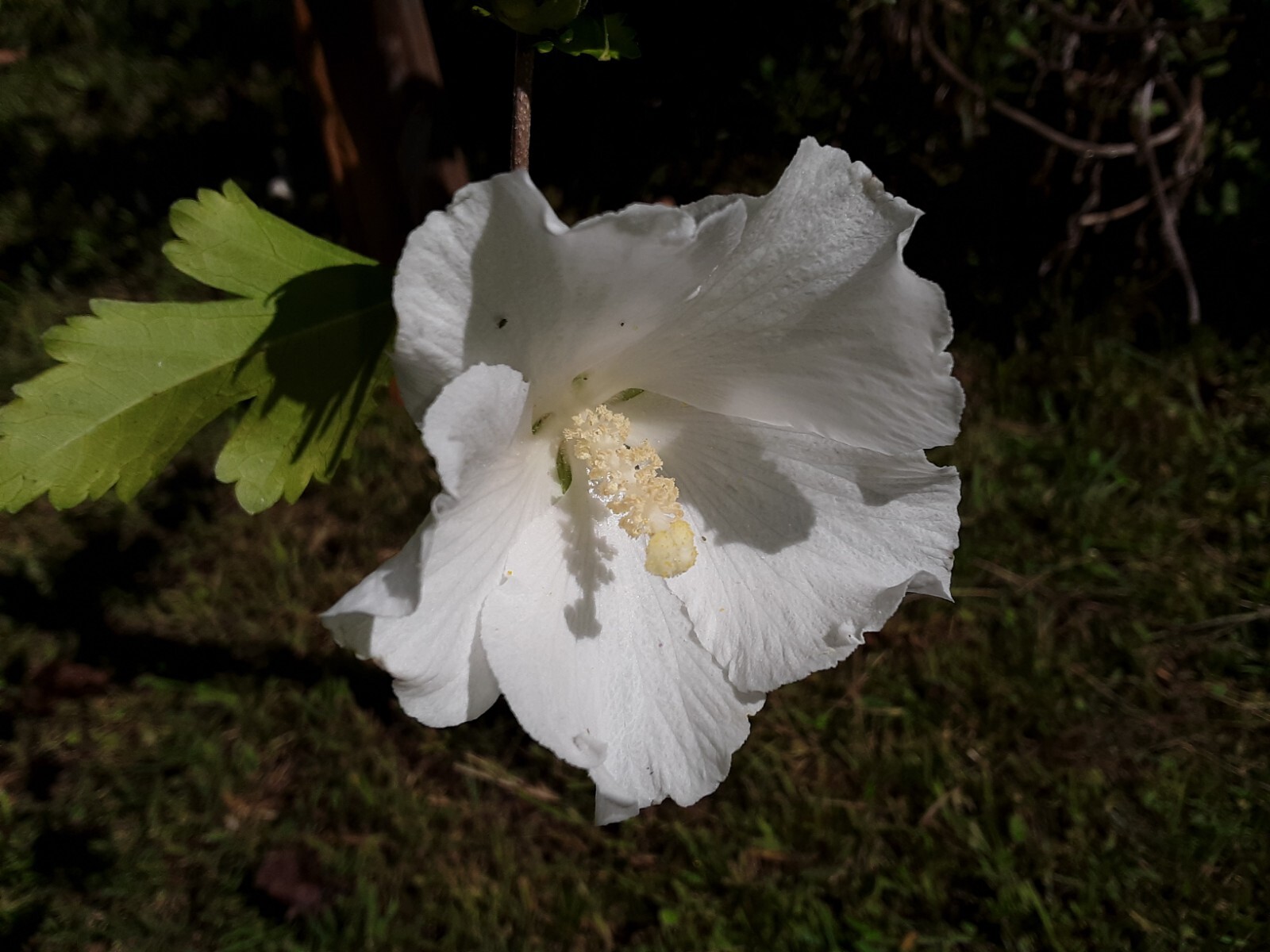 50+White Rose of Sharon Seeds(Hibiscus syriacus/Aphrodite Althea/hardy hibiscus)