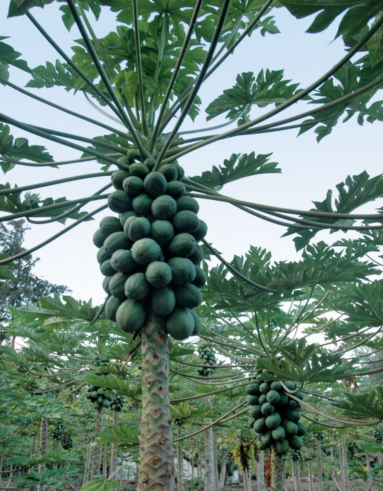 Hawaiian Exotic Papaya Fruit Seeds – 1 Pack
