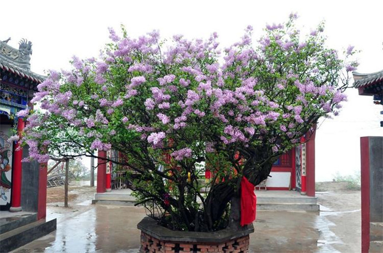 20 EXOTIC LILAC SEEDS for garden rare bloom flower plant bush USA SELLER USPS