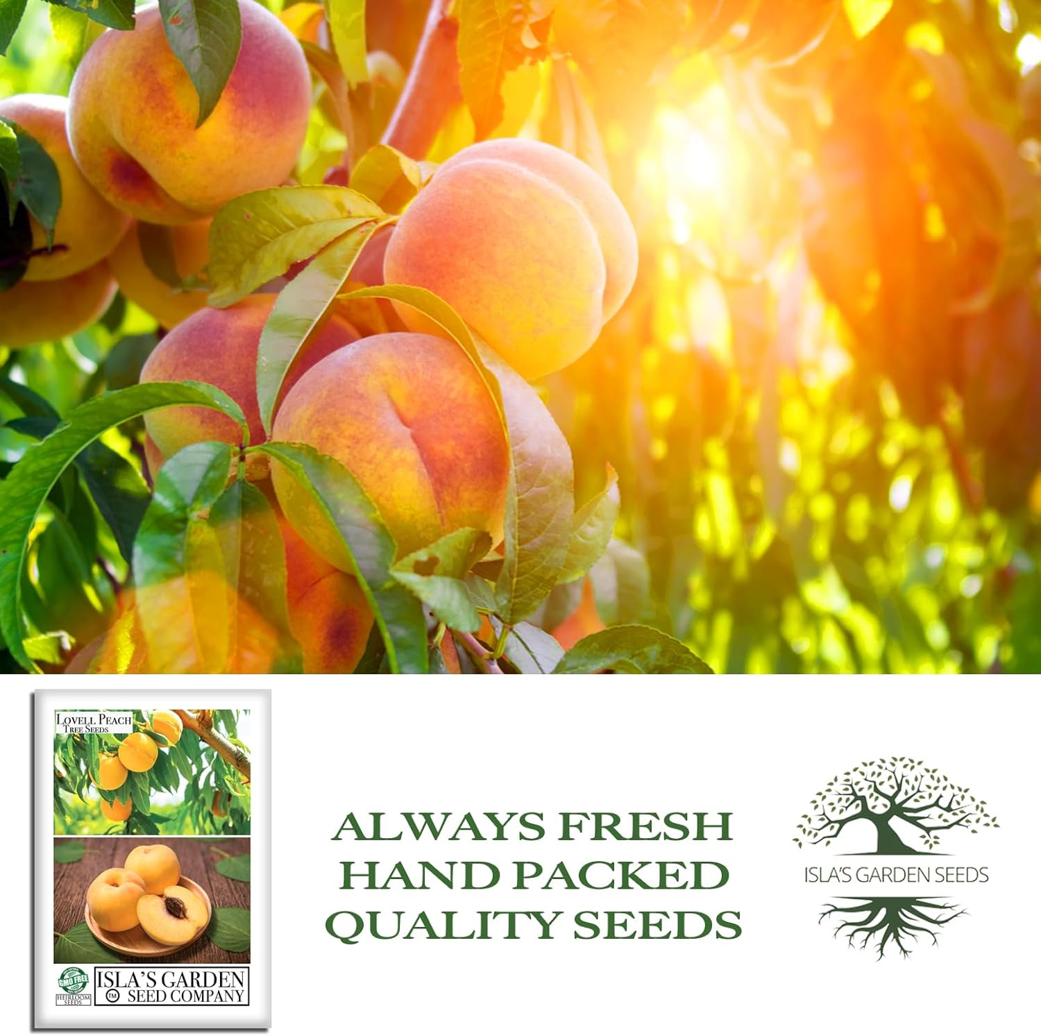 Lovell Peach Tree Seeds (Prunus Persica) – 2 Heirloom Non-Gmo Seeds by Isla’S Ga