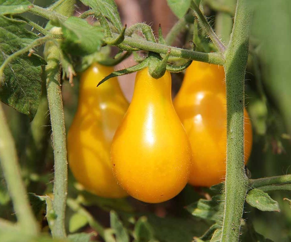 25 Fresh New Harvest of Choice Yellow Pear Premium Tomato Seeds-B 82