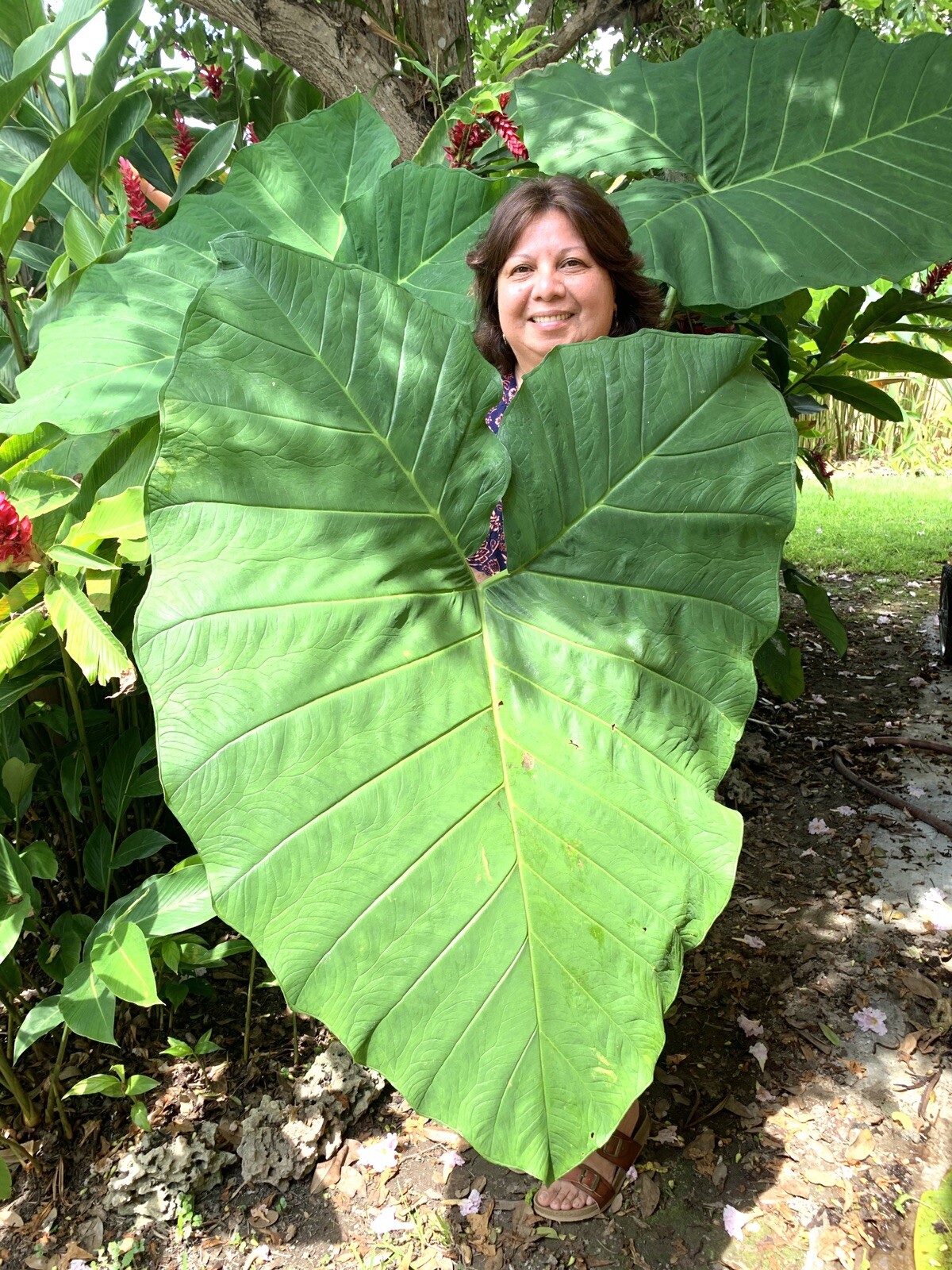 Colocasia Elephant Ear Giant Live Young Starter Plant in a 4” pot.