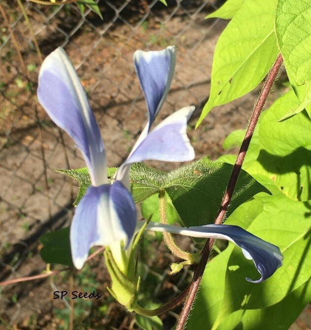 Misty Blue Youjiro Split Petal Japanese Morning Glory – ipomoea NIL – 6 seeds