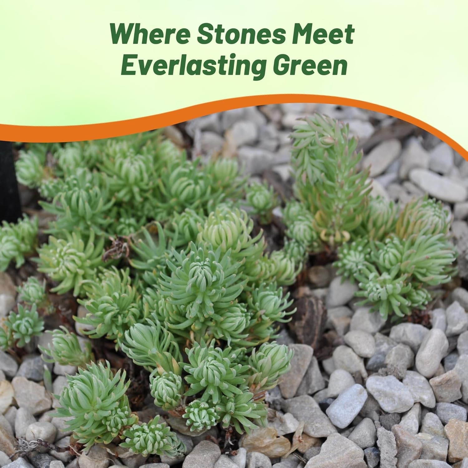 100 Seeds Drought Tolerant Sedum Oracle Groundcover Plant Seeds