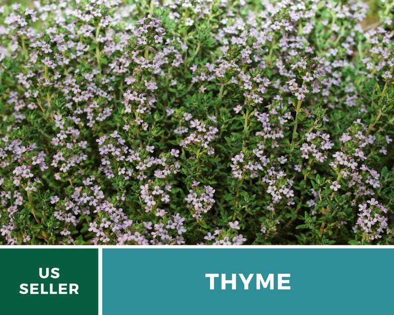 Thyme – 50 Seeds – Medicinal & Culinary Herb – GMO Free (Thymus Vulgaris)