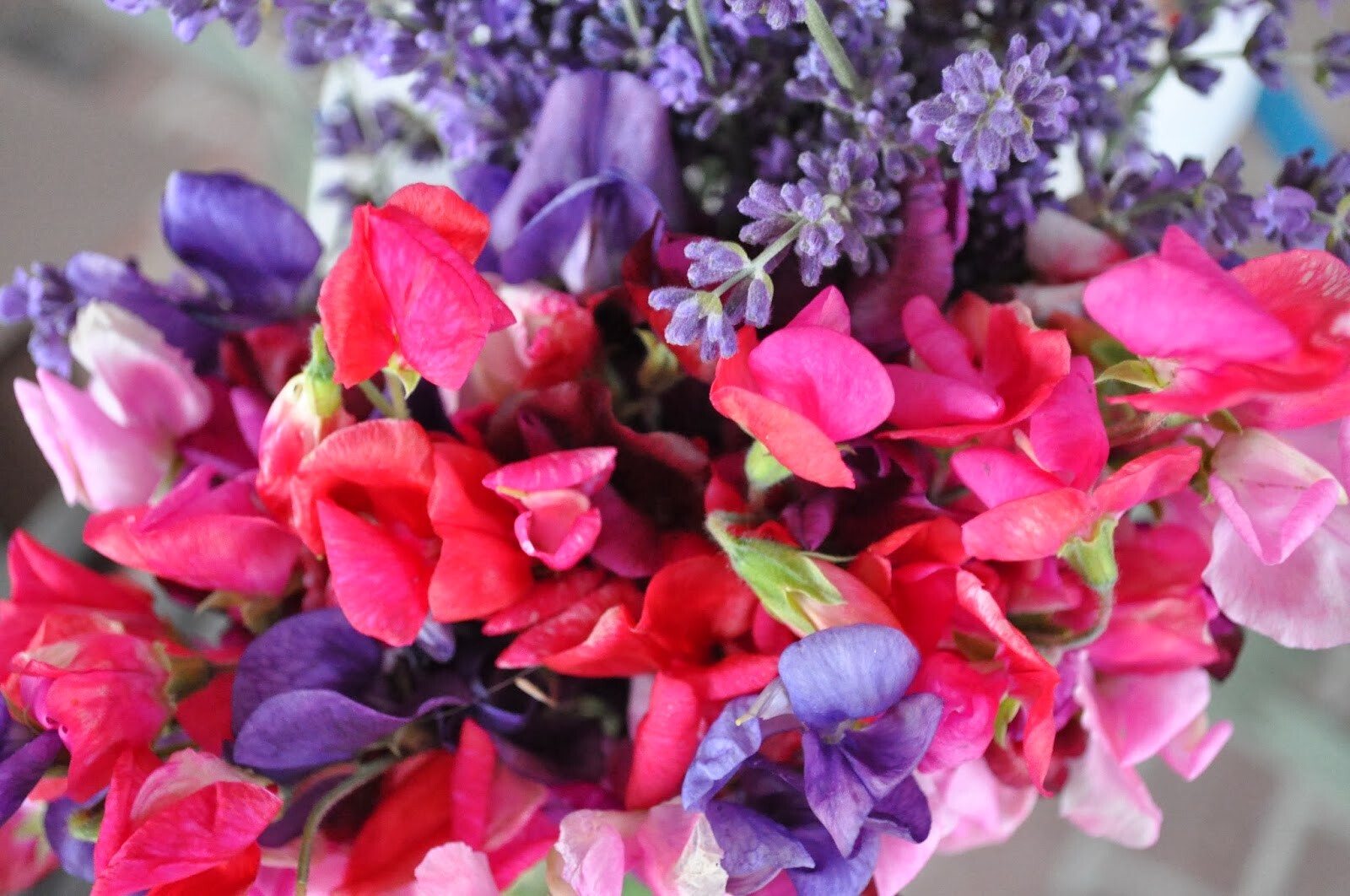 Fragrant Sweet Pea Royal Family Mix, Lathyrus odoratus, Annual Vine Seeds