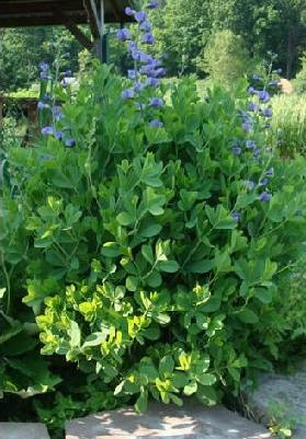 Baptisia australis Minor 1,000 seeds
