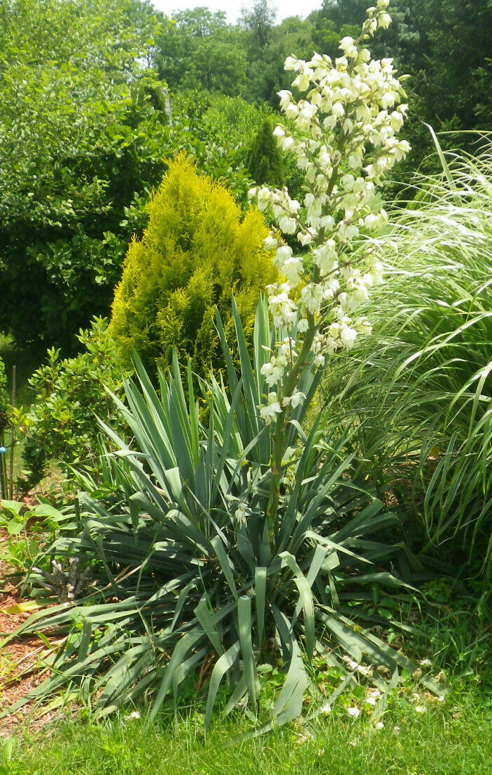 White Yucca Seeds – 25 Seeds. White Flower stem 5-6 ft. Blooms Mid-Summer.