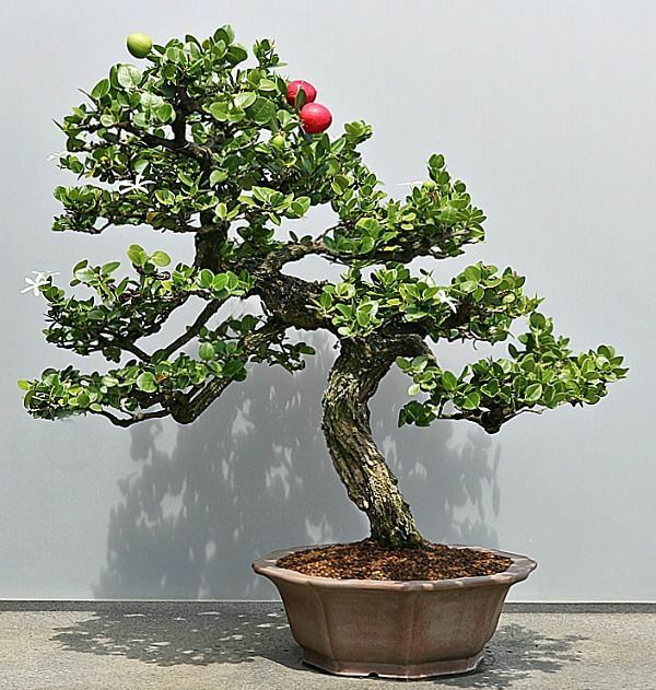 15 Plum Fruit Bonsai Tree Seeds for Planting Prunus Americana Made in USA