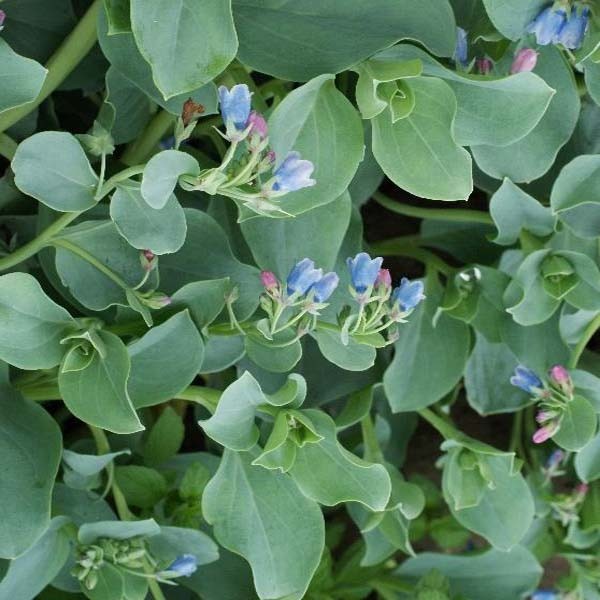 50 Seeds Oyster Plant Leaves Mertensia Maritima Edible Herb Plants